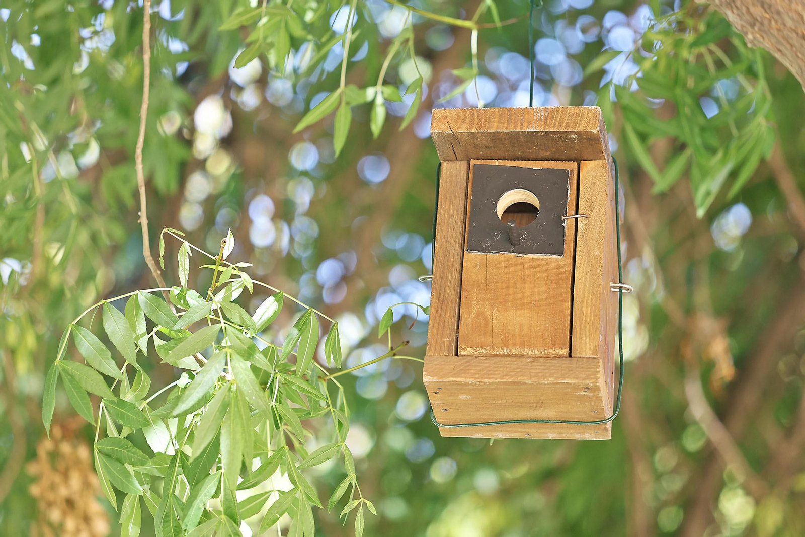 Imágenes de la colocación de cajas nidos  en árboles del parque Antonio Machado