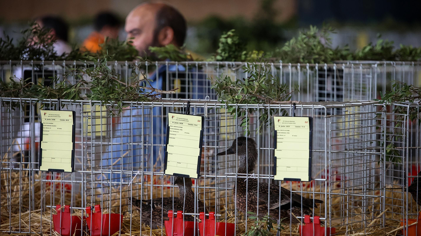 Comienza la feria de la ganadería y la agricultura en IFECA