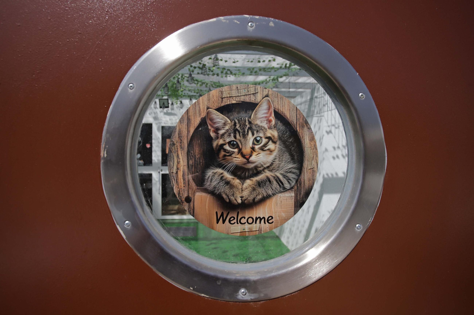 Fotos de Kitty Cat, la cafetería - refugio de gatos en La Línea