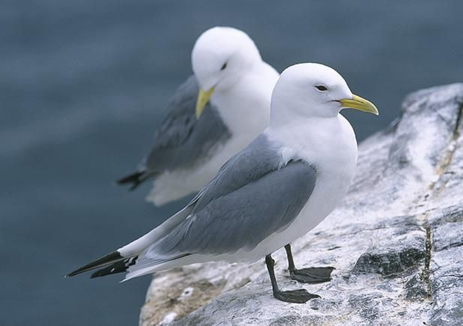 La tridáctila puede aparecer en la costa  tras un temporal