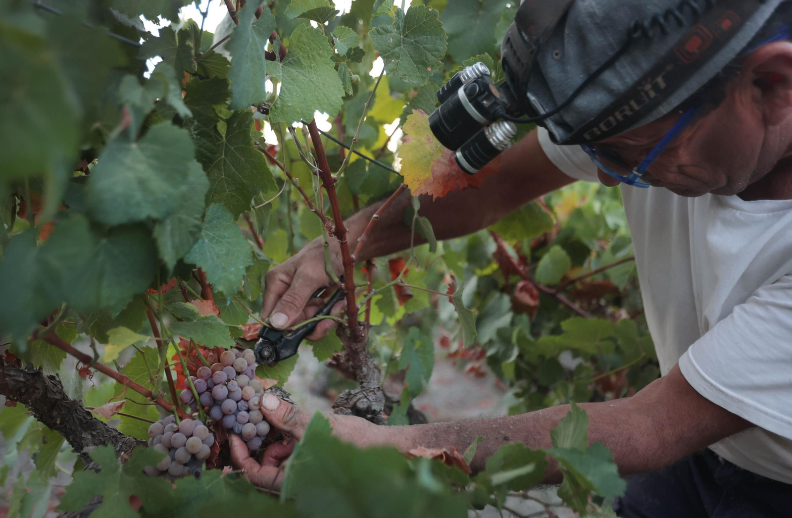 Vendimia de la uva Gewürztraminer en Cortijo de Jara.
