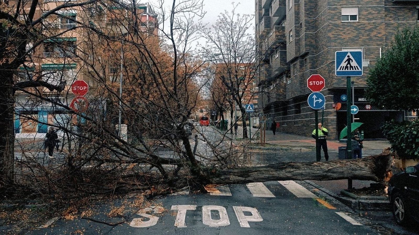 Corte de la Calle Fontiveros por la caída de un árbol.