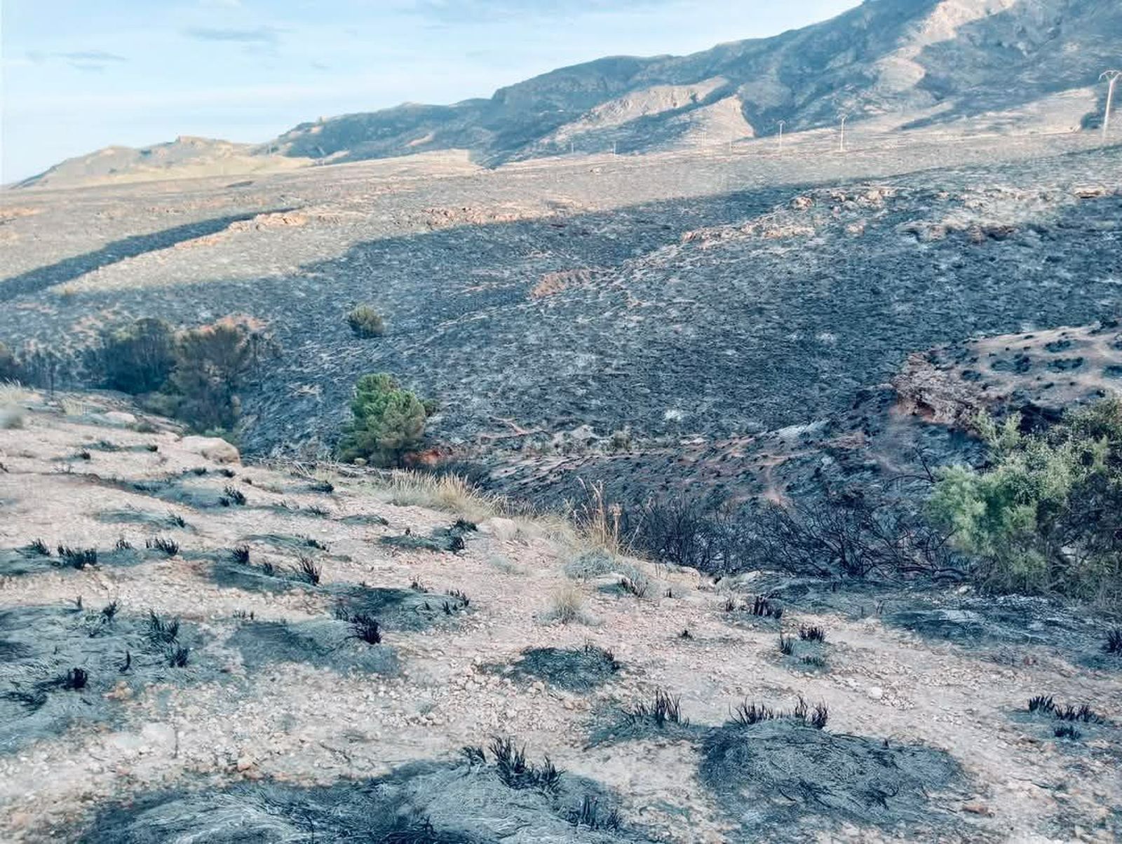 Zona calcinada de sierra de Gádor tras el incendio.