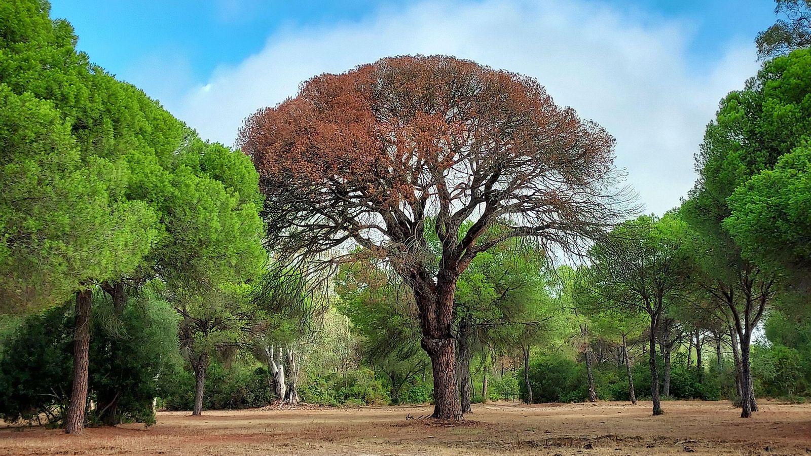 El Pino de los Mil Duros, ya completamente seco.