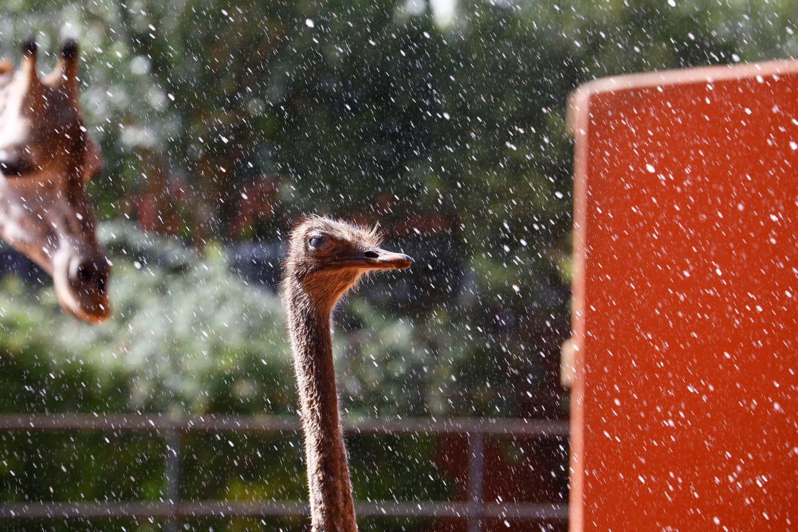 Fotogalería: Así viven los animales del Zoo de Córdoba los meses de verano