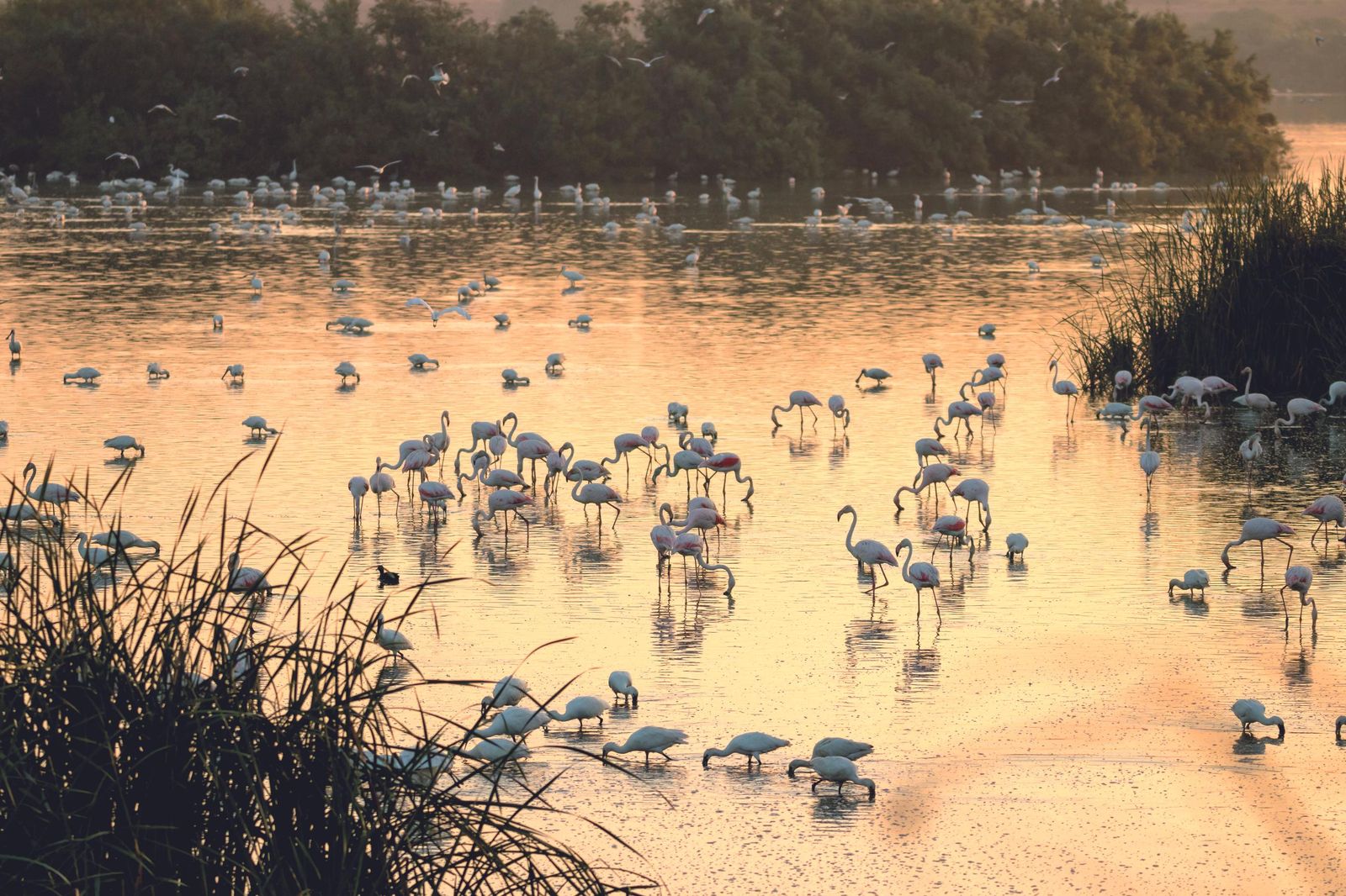 Flamencos en las marismas