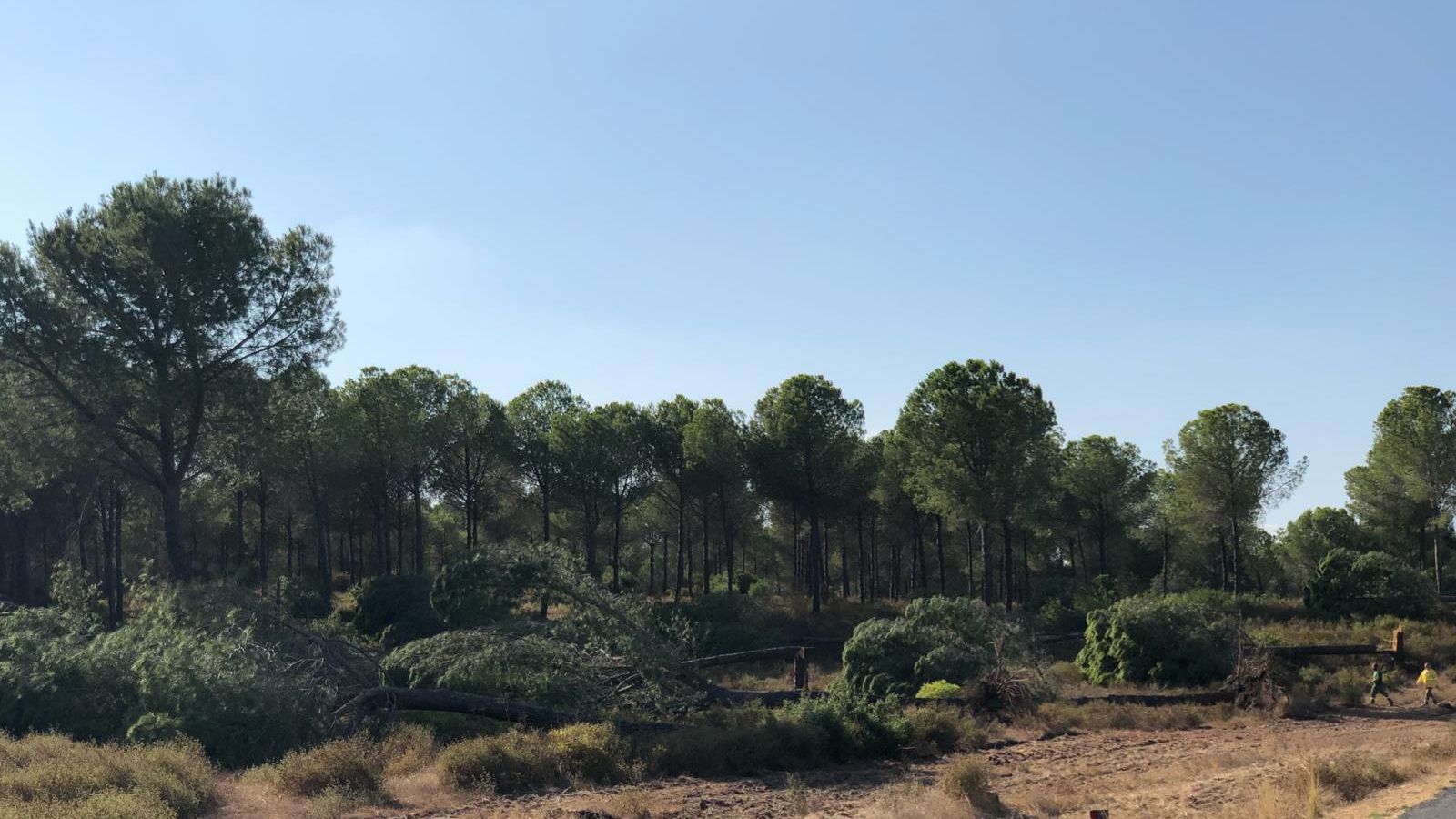 Daños causados por un tornado en los pinares de Aznalcázar