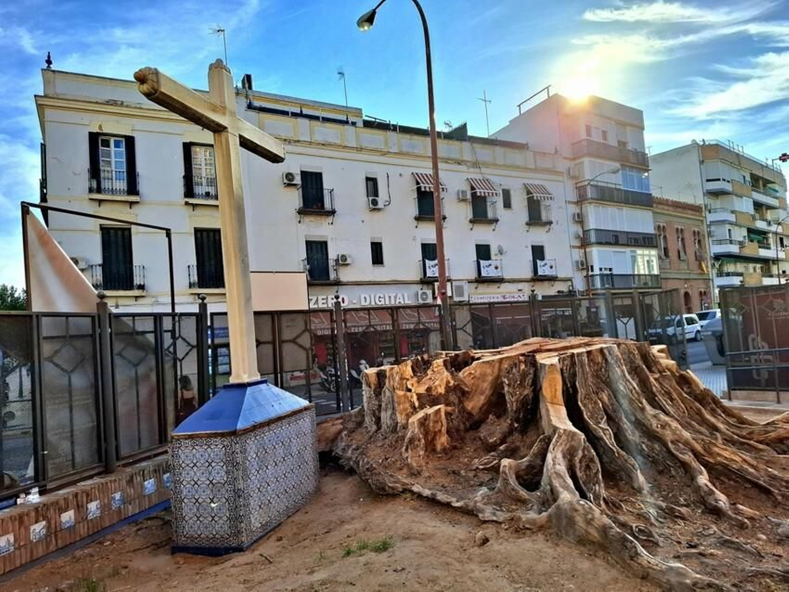 El desdichado ficus de San Jacinto