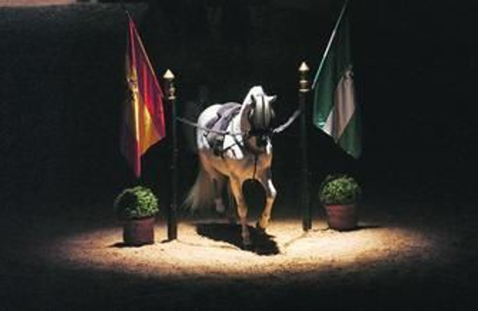 La Alta Escuela es una de las disciplinas hípicas más antiguas del abanico ecuestre.