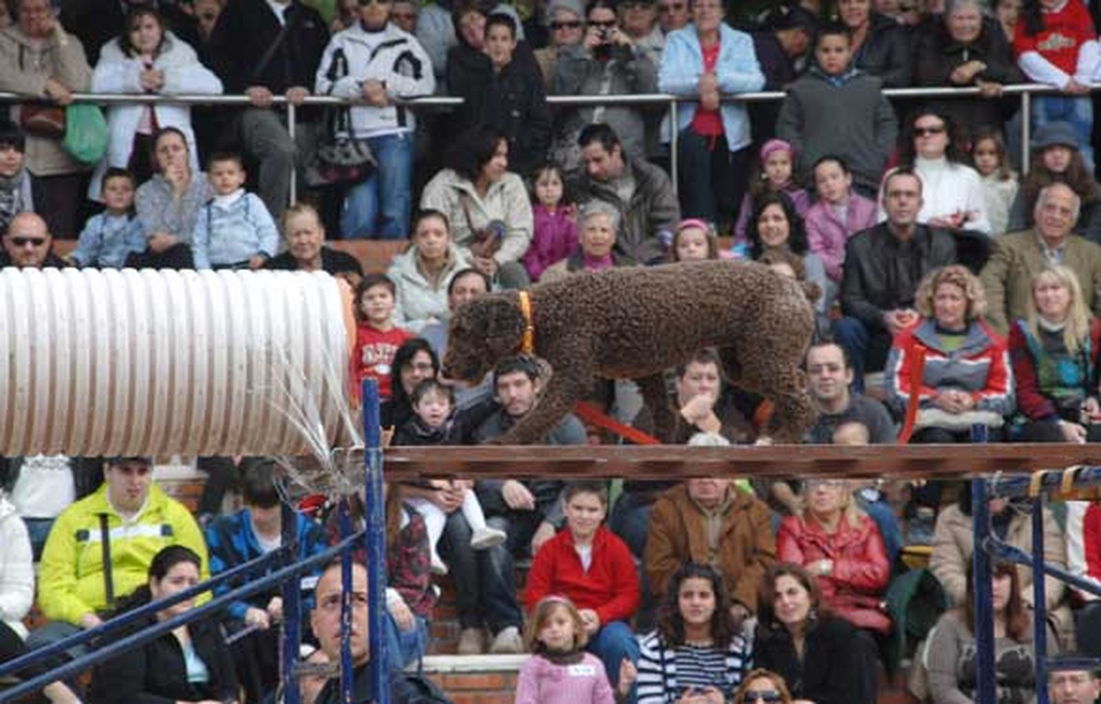 Celebración del día de San Antón en San Fernando, con concurso de mascotas y exhibición de perros policía y antidrogas de las unidades caninas de la armada y Policía Local

Foto: Rioja