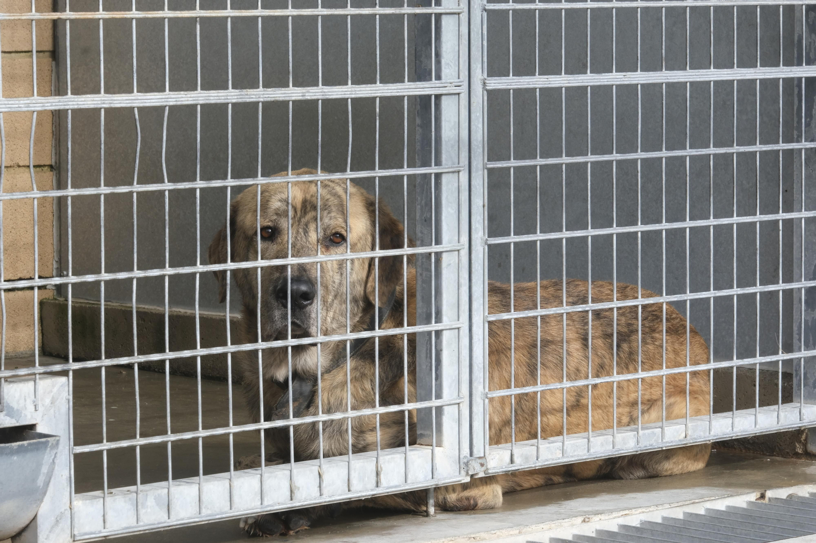 Un paseo por el Centro de Salud y Bienestar Animal de Córdoba, en imágenes
