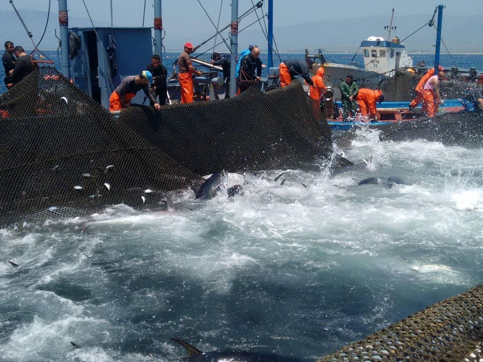 Los trabajadores de la almadraba de tarifa en torno a la piscina llena de atunes.