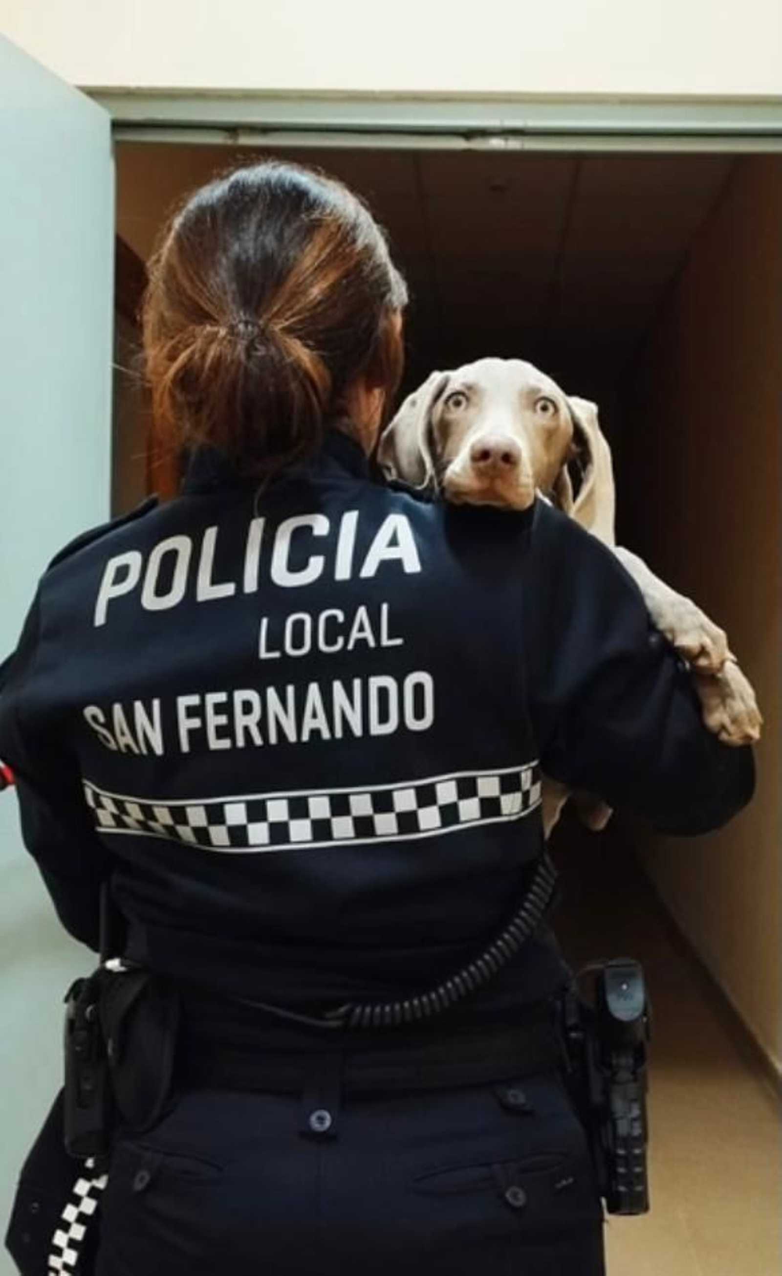 Greta, cuando fue recogida de la calle por la Policía Local.