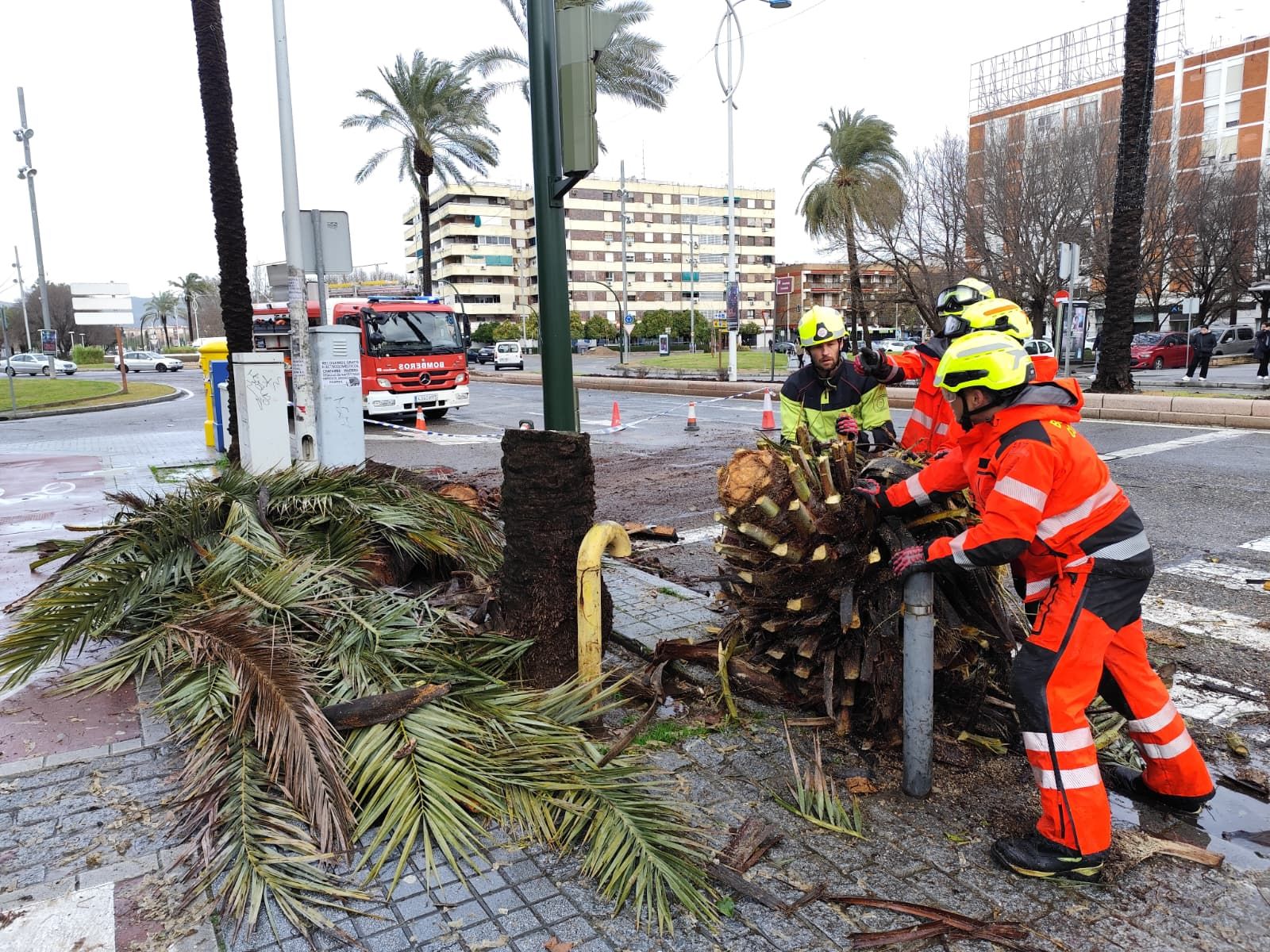 Las imágenes de los destrozos de la borrasca Kristin en Córdoba: árboles arrancados y desprendimientos de tejados y fachadas