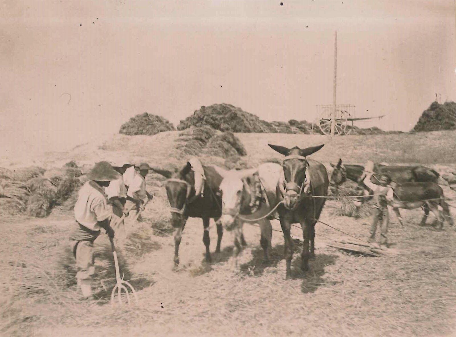 Labores de trilla con yeguas y mulas.