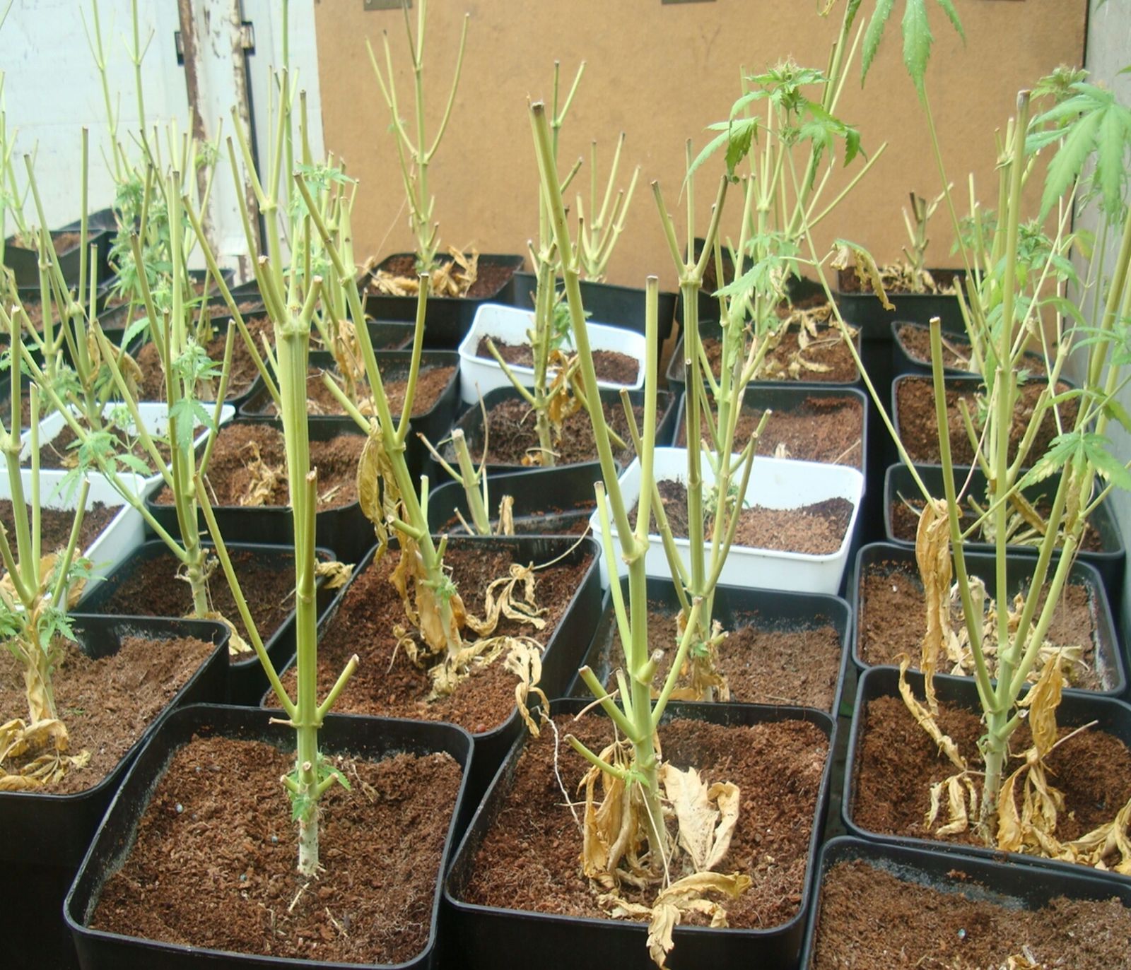 Algunas de las plantas de marihuana incautadas en Espartinas.