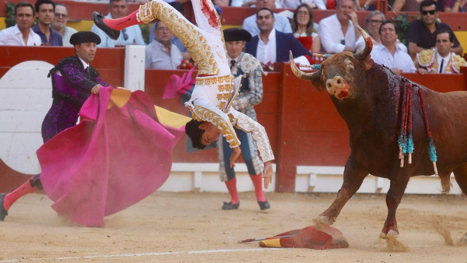Marco Pérez en la espeluznante cogida en Alicante. Marco Pérez en la espeluznante cogida en Alicante.