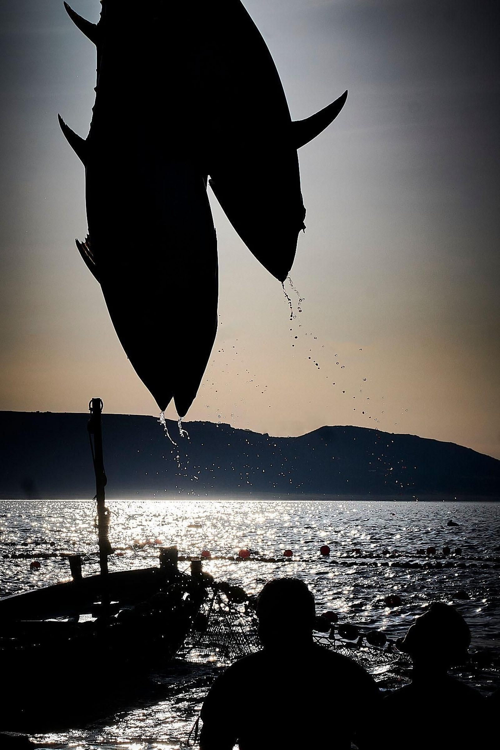 Izado de ejemplares al barco nodriza de transporte.