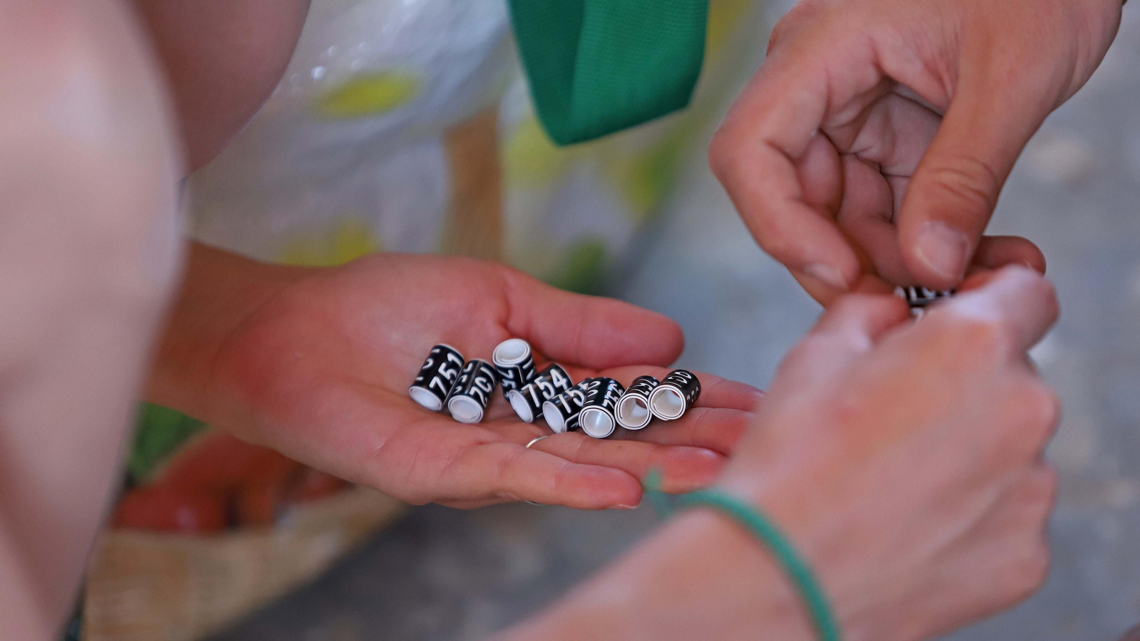 Anillamiento de cernícalos primilla del grupo Tumbabuey en Los Barrios