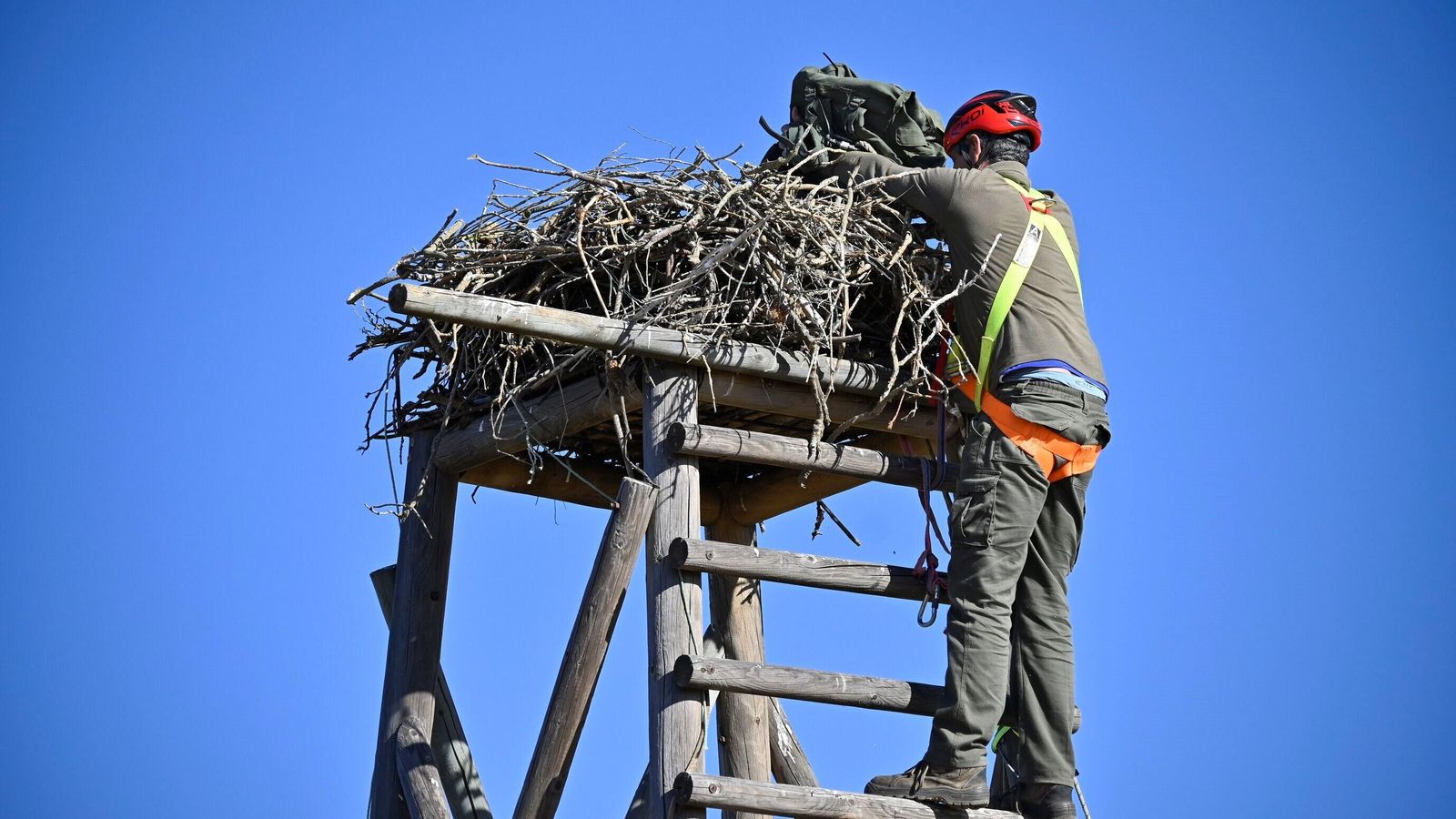 Trabajos de anillamiento del águila pescadora en el Paraje Natural de Marismas del Odiel.