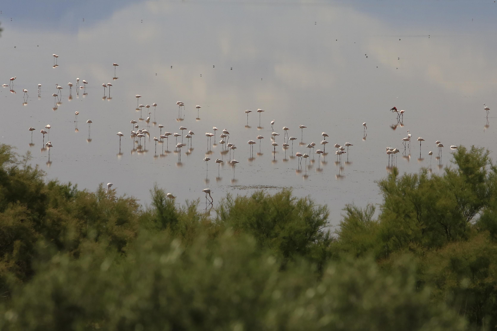 Los flamencos en la Laguna de Fuente de Piedra, en fotos