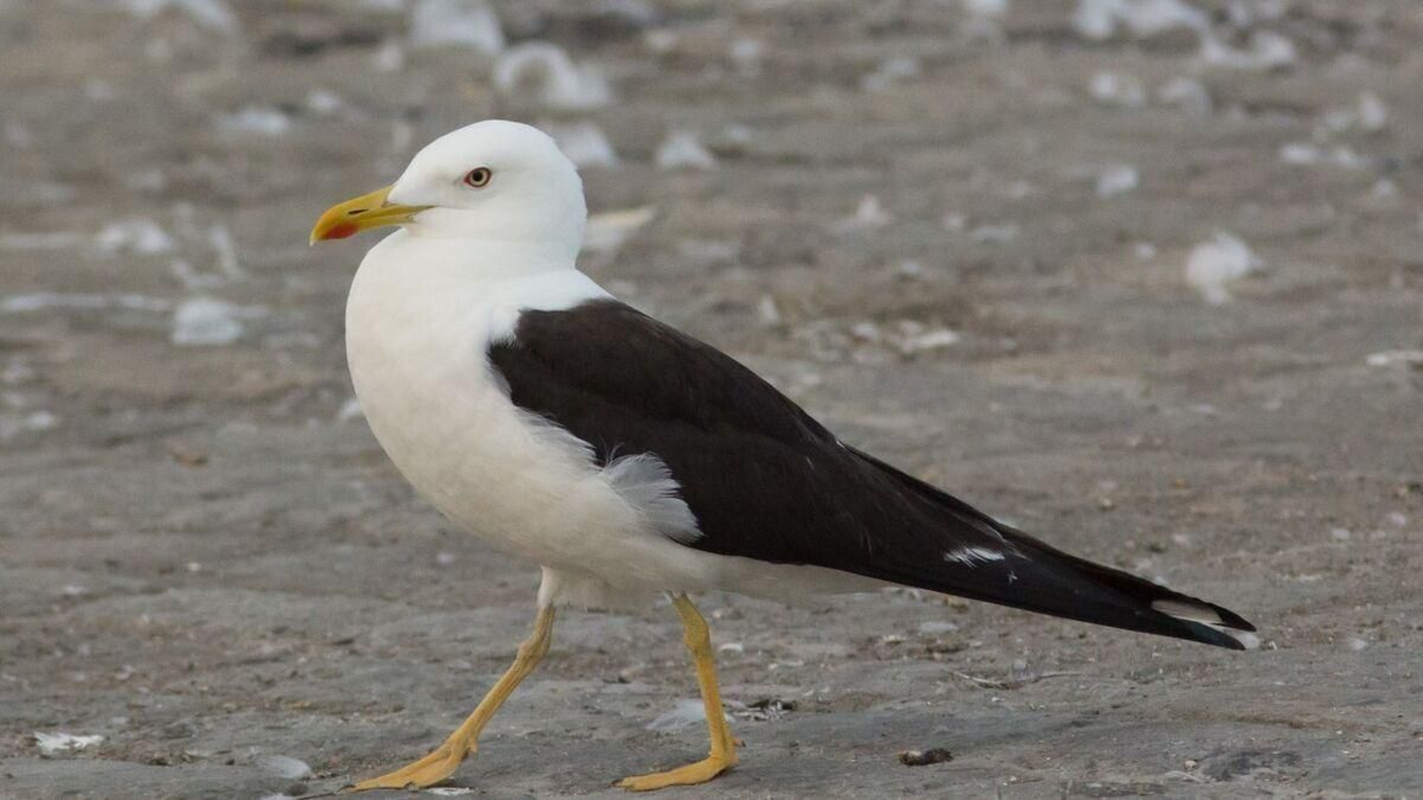 Una gaviota, en una imagen de archivo.