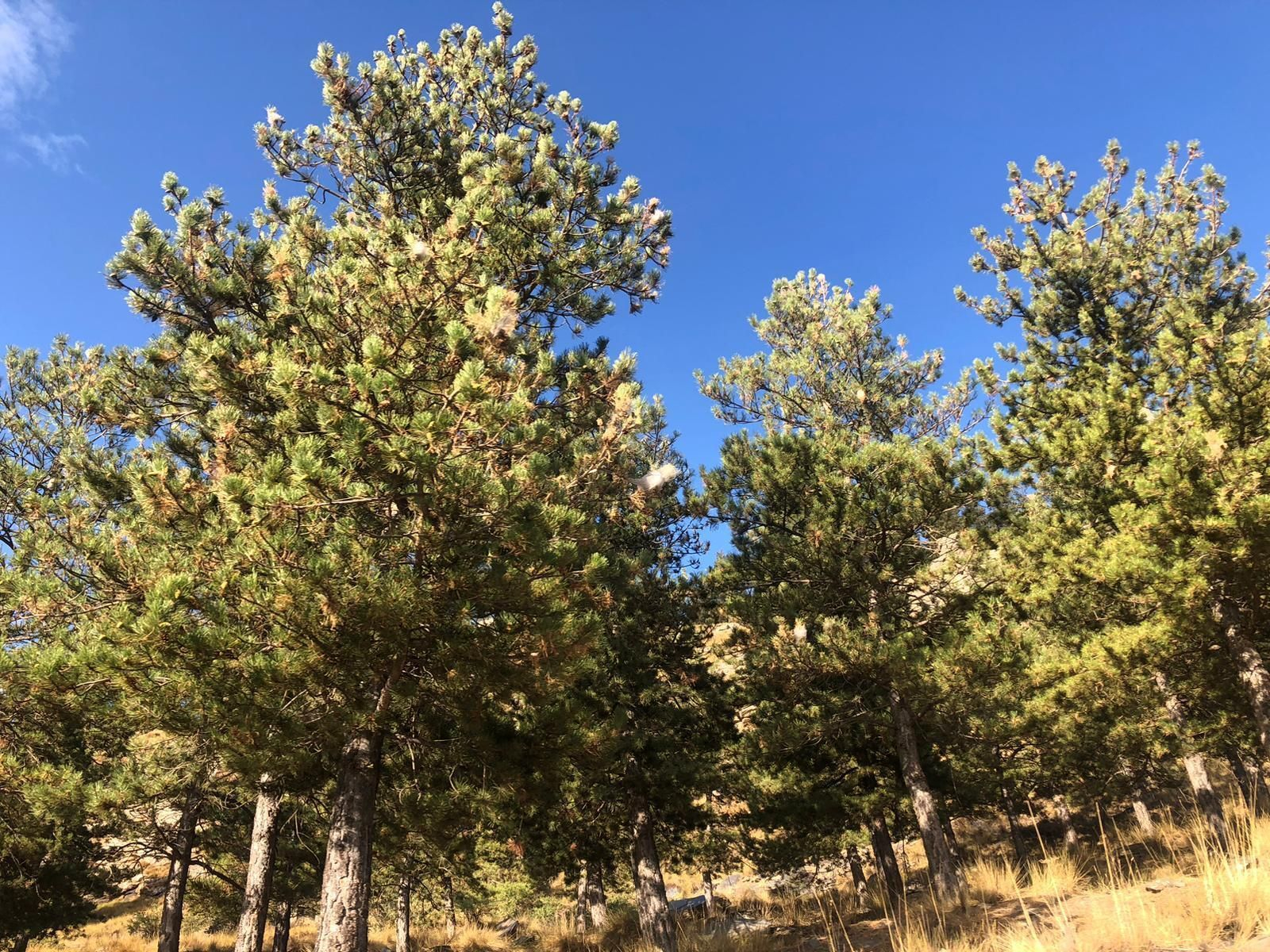 Varios ejemplares infestados de nidos de procesionaria en Los Filabres.