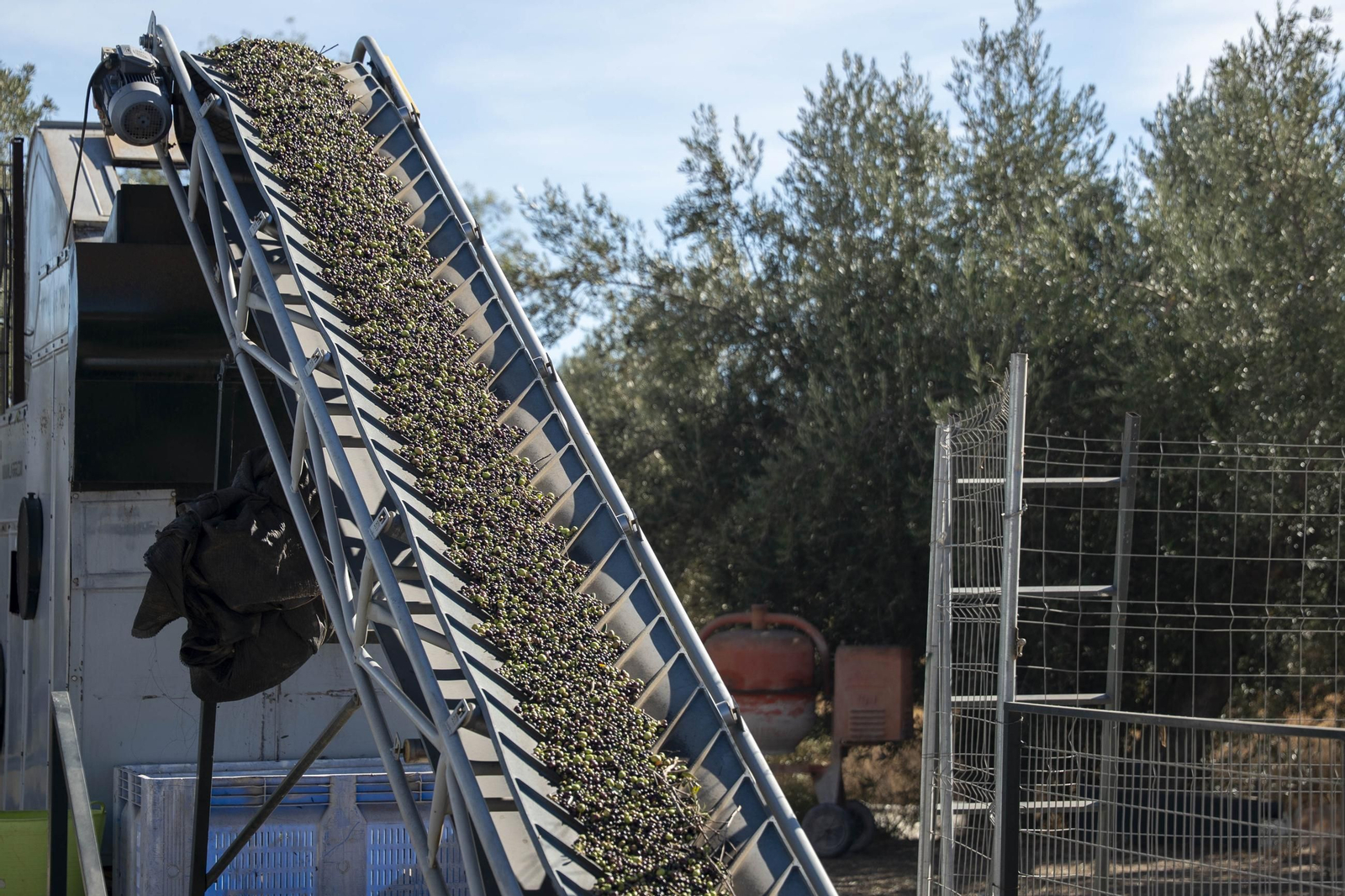 Os enseñamos como se hace el aceite en la almazara de Fiñana, en imágenes