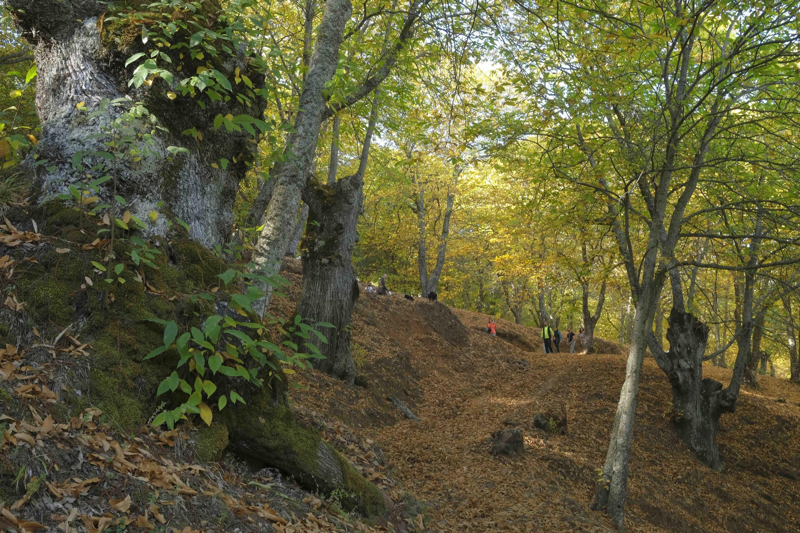 El Bosque de Cobre, en imágenes