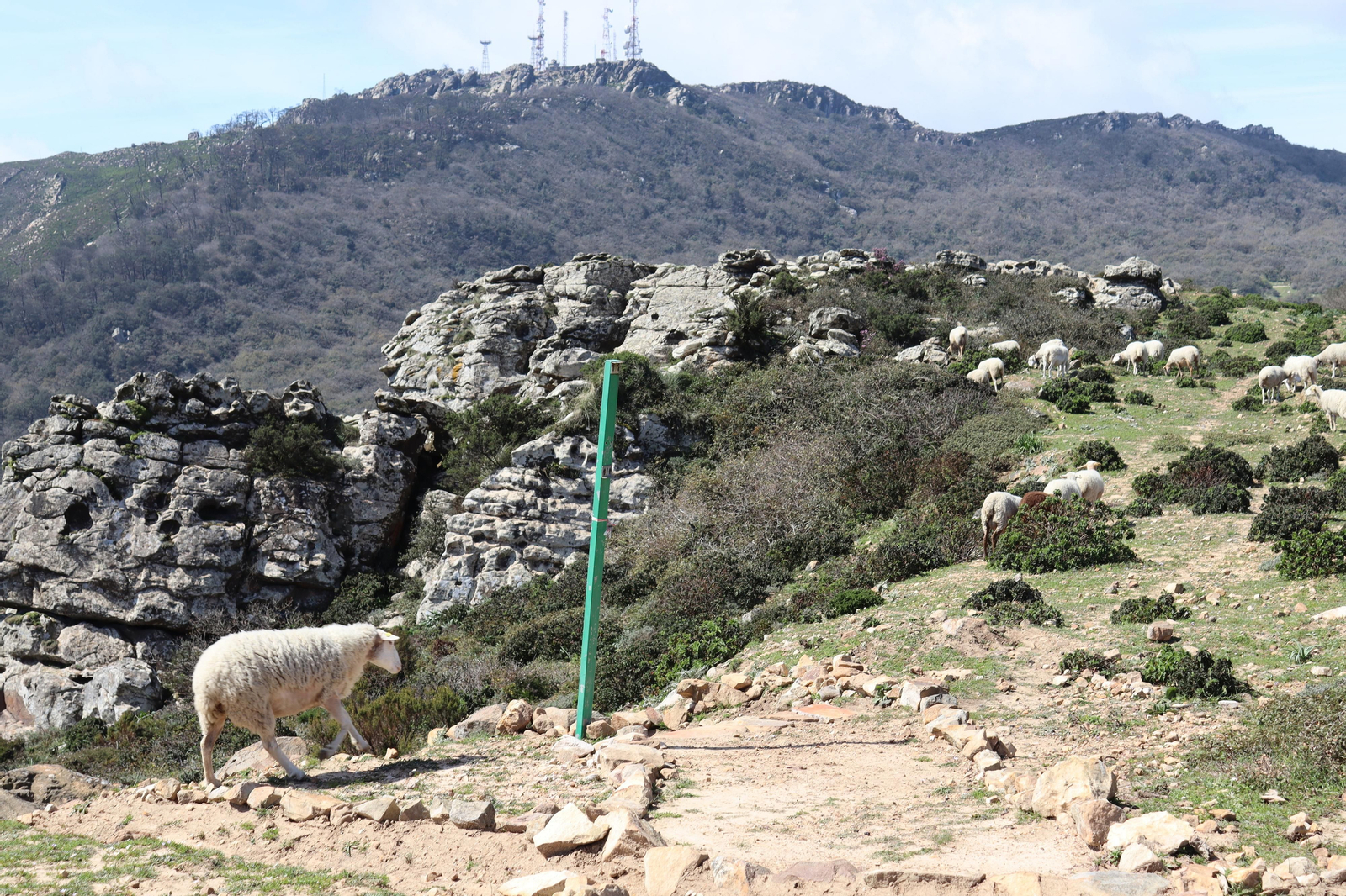 Fotos de la flora y fauna del Parque Natural de Los Alcornocales