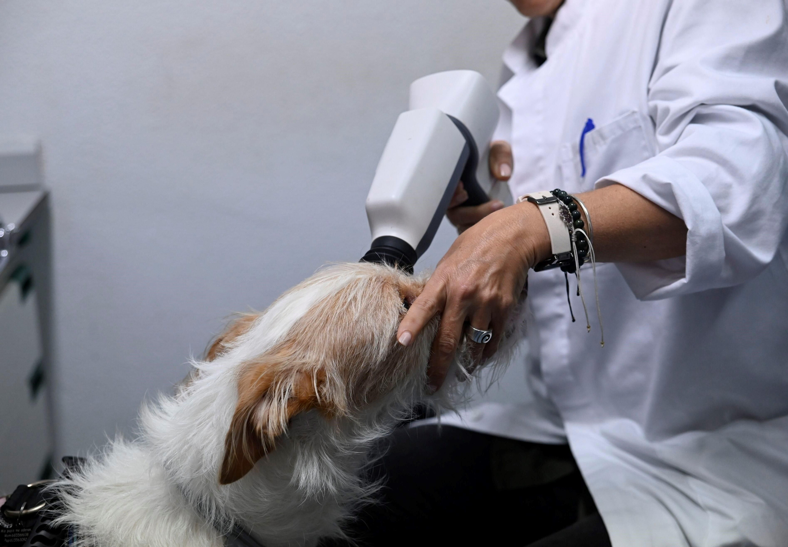 El Hospital Veterinario de la Universidad de Córdoba, en imágenes