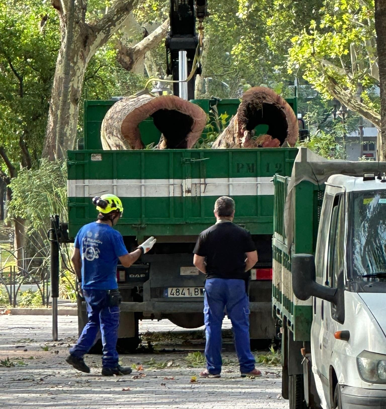 Operarios retiran árboles caídos en una calle de Córdoba.