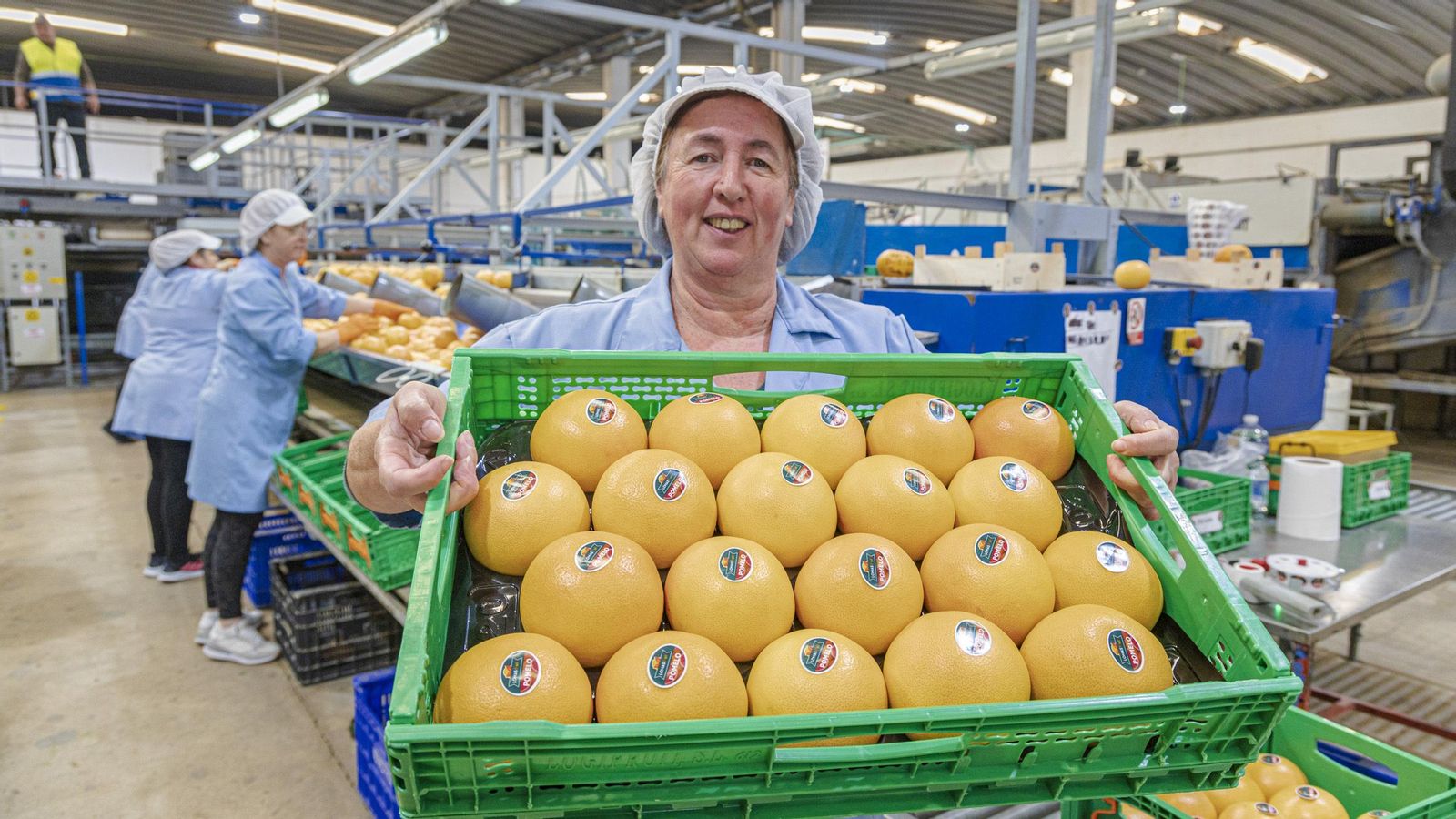 Una empleada de Sur Fruit muestra una de las características cajas verdes de Mercadona con pomelos recién recolectados y listos para su traslado.