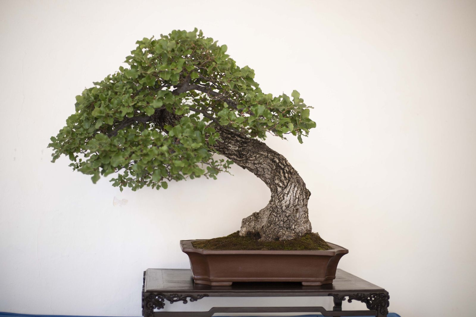 La Exposición de Bonsái de Primavera de Córdoba, en fotografías