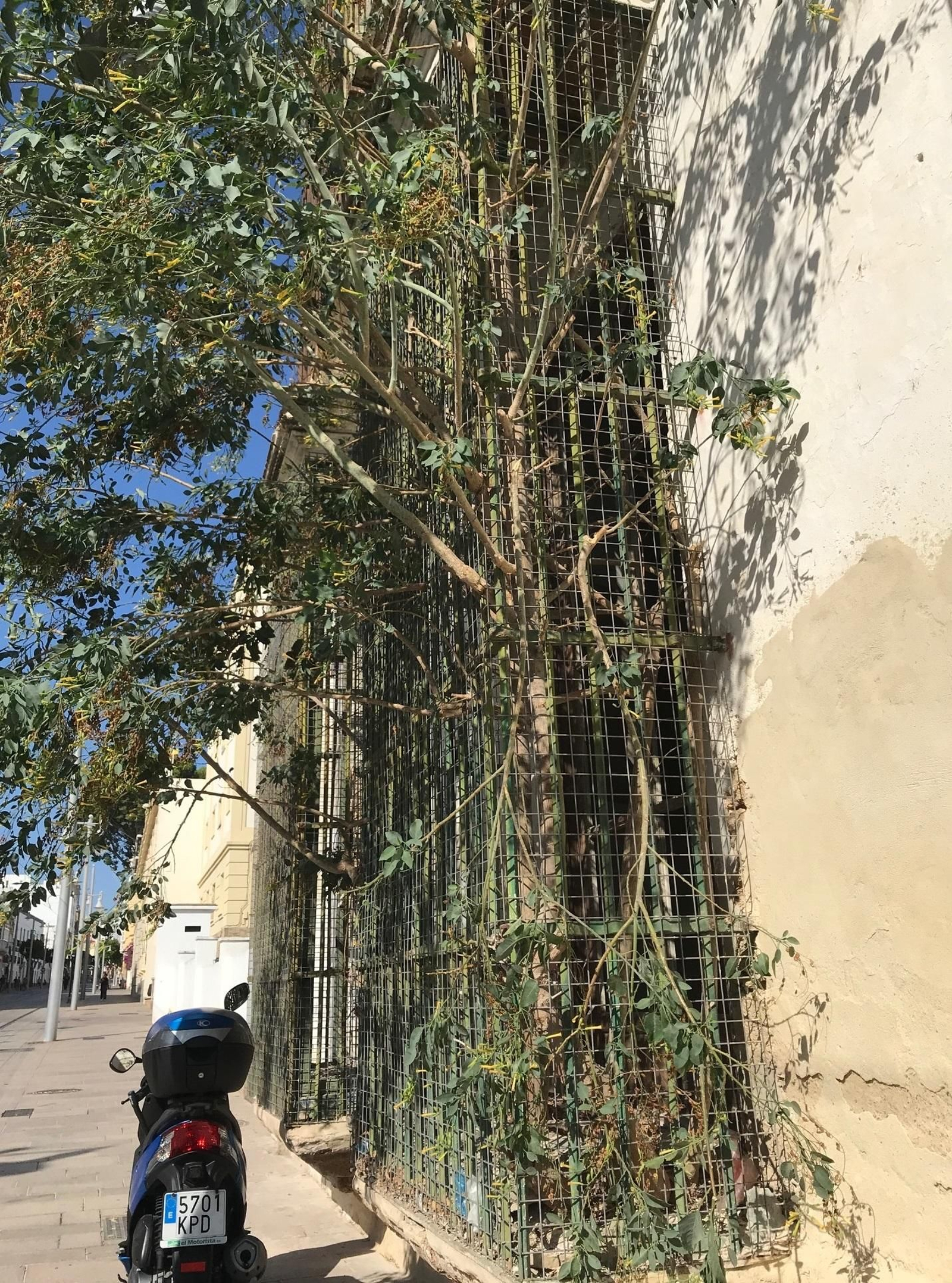 Un árbol que ha crecido en uno de los balcones de la antigua sede de la Cruz Roja.