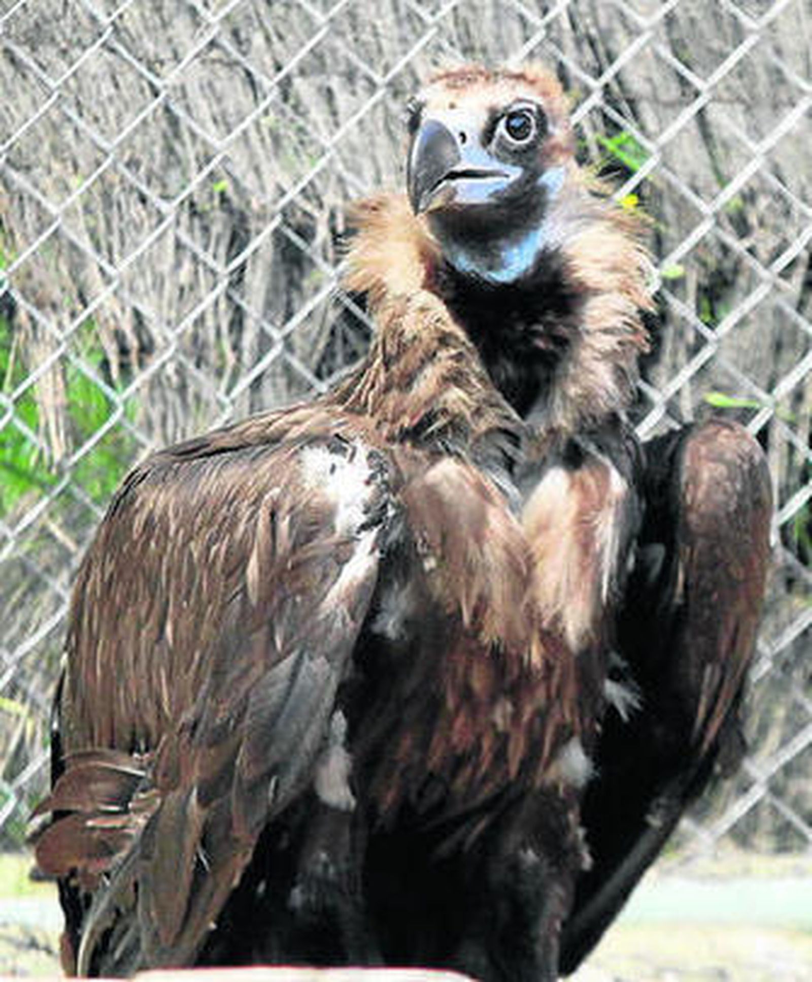 1. José Juan Díaz Trillo sostiene en sus manos un ejemplar joven de buitre negro en el Centro de Recuperación de Especies Amenazadas (CREA) de Los Villares 2. Alcanzar una población mínima de adultos sexualmente maduros como el de la imagen es clave para la viabilidad de la especie 3. El CREA reproduce el ambiente natural del buitre.