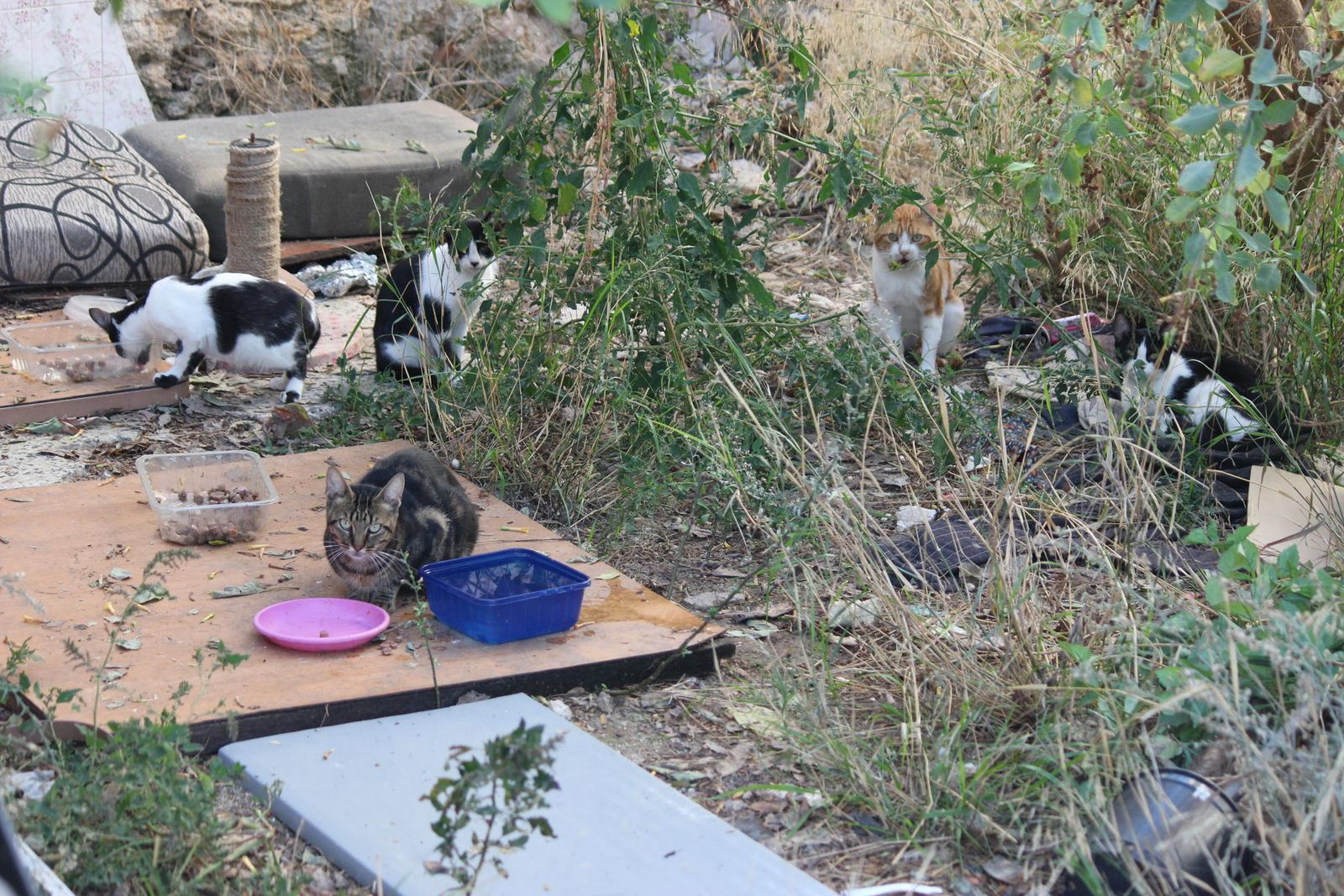 Una colonia de gatos en un solar.