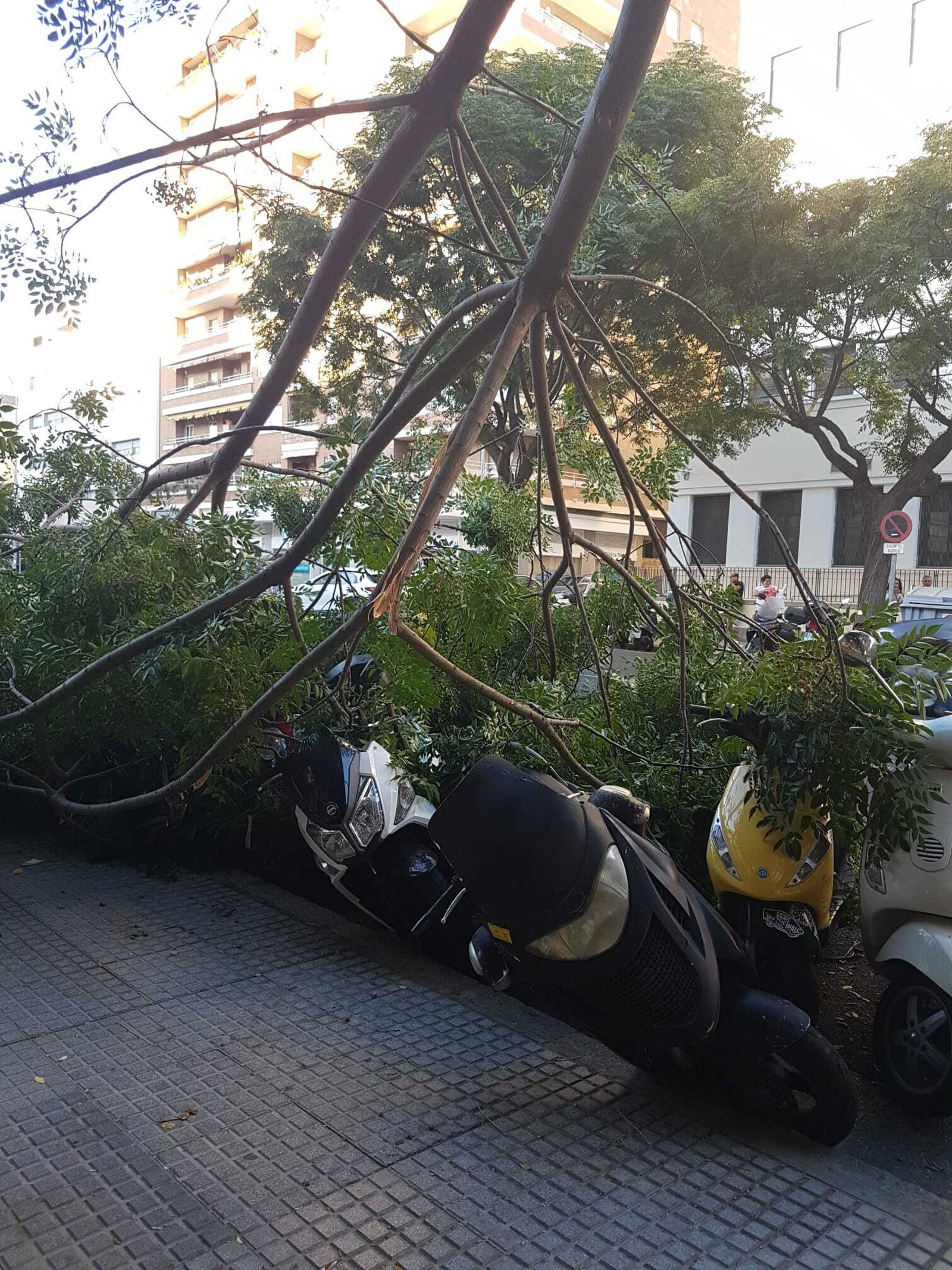 Imagen del árbol poco después de caer sobre las motos aparcadas.