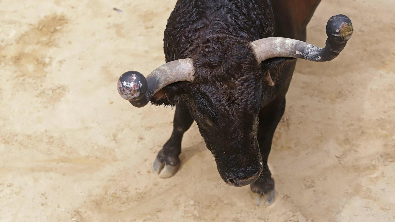 Imágenes del Toro Embolao de Los Barrios