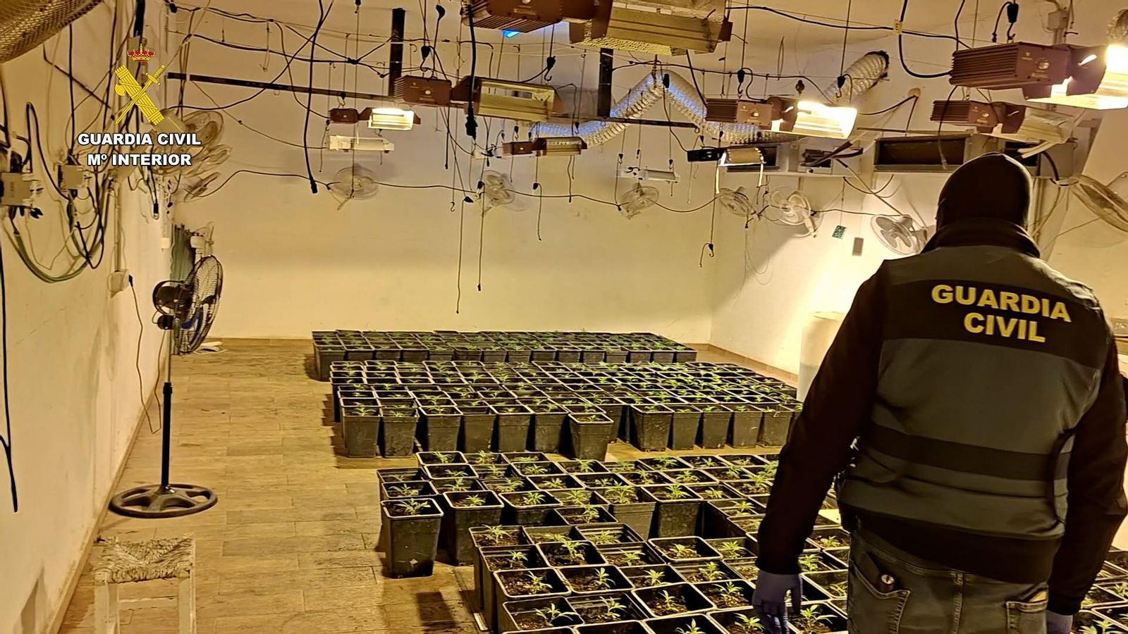 Plantación indoor de marihuana descubierta durante los registros.