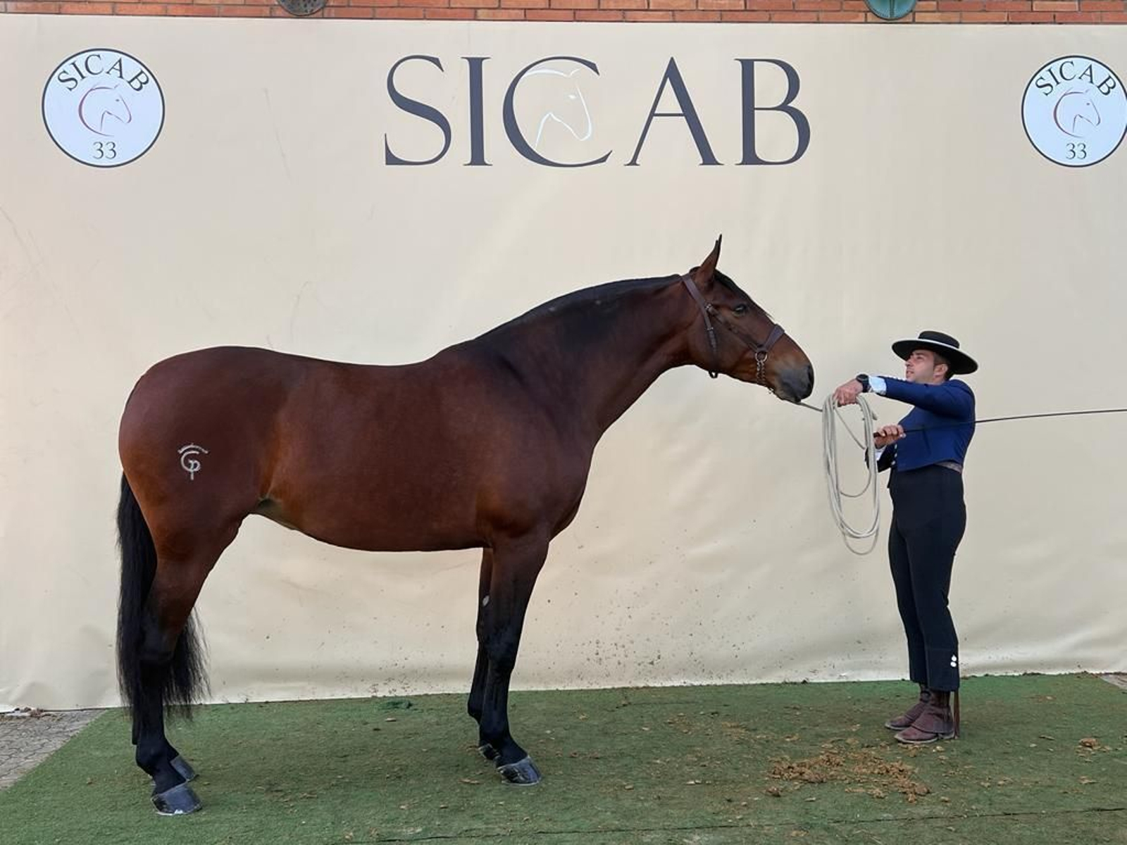 Alhaurín de la Torre recibe a Francis González, triunfador en el SICAB en Sevilla. Alhaurín de la Torre recibe a Francis González, triunfador en el SICAB en Sevilla.