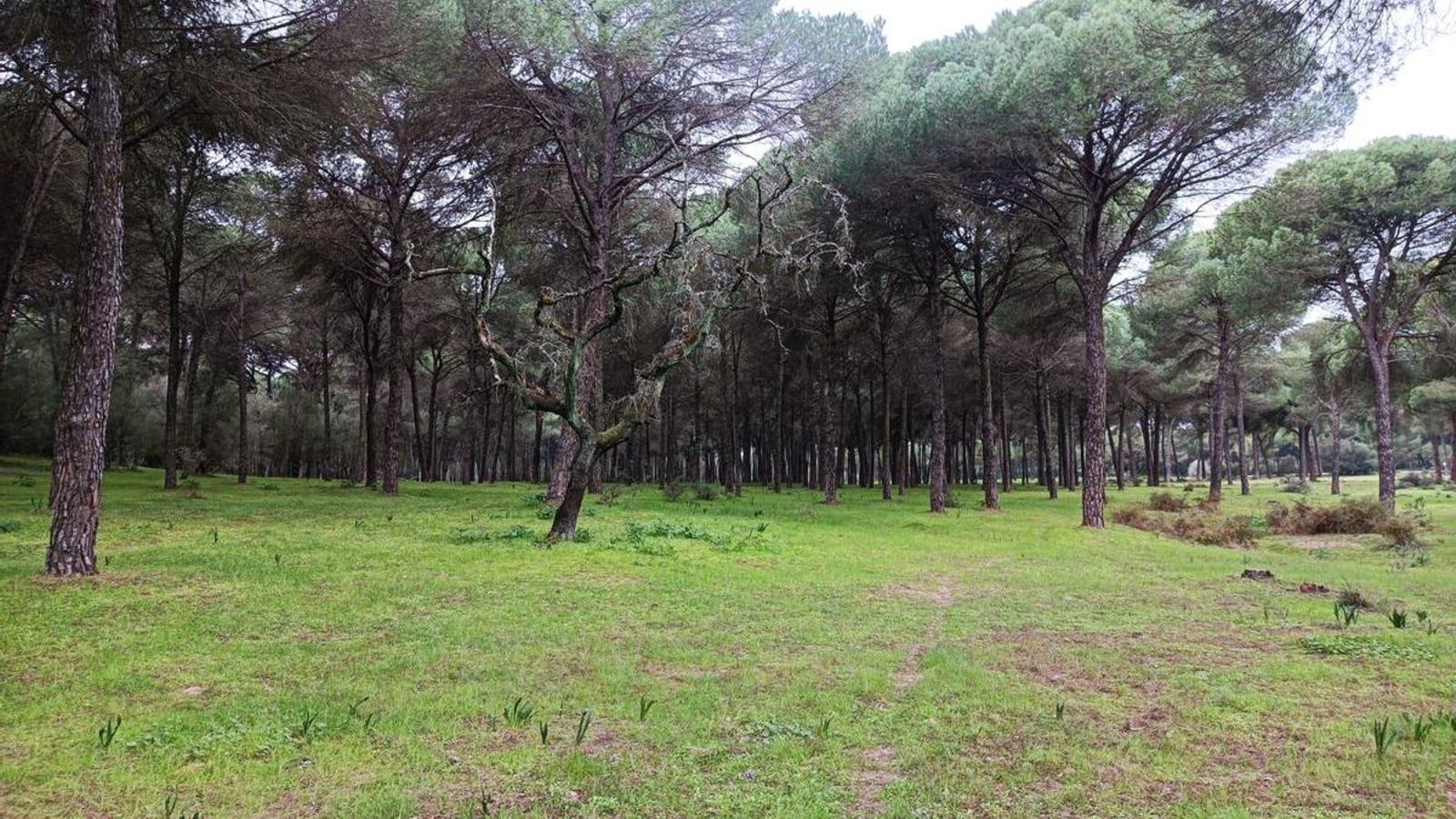 El camino es muy difuso por el tramo del pinar.