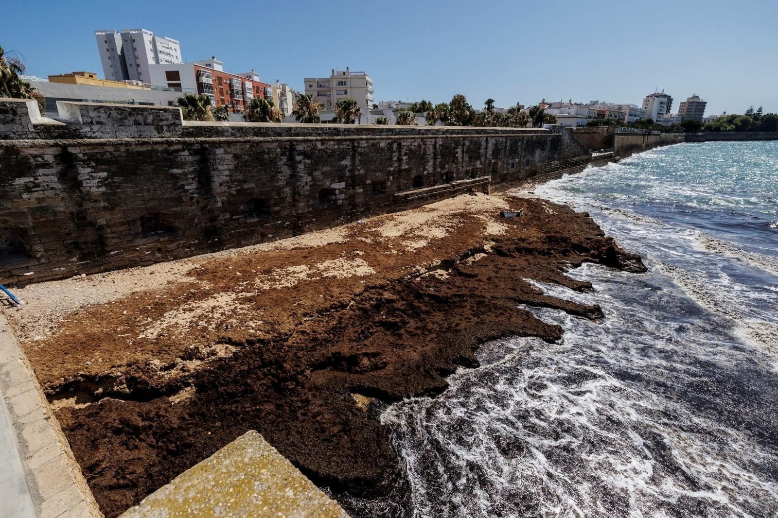 Algas en la playita de la Punta San Felipe en una imagen de este verano.