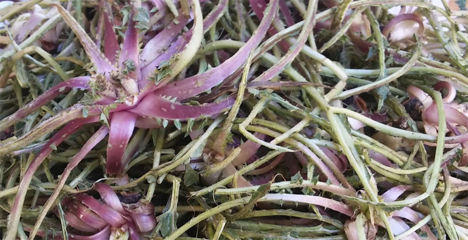 Así son las tagarninas