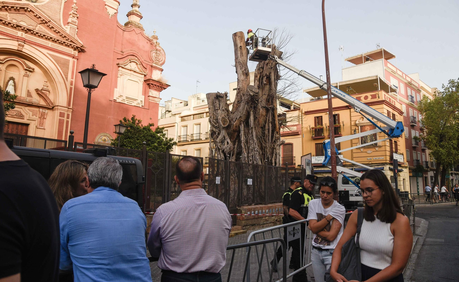 Imágenes de la tala definitiva del ficus de San Jacinto