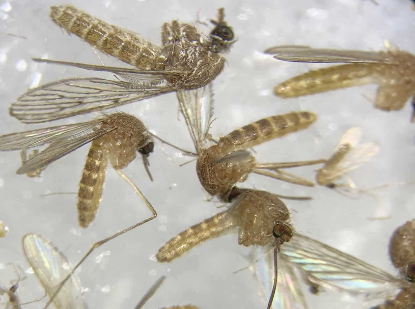 La clave contra el virus del Nilo: atacar a la larva antes de que nazca el mosquito La clave contra el virus del Nilo: atacar a la larva antes de que nazca el mosquito