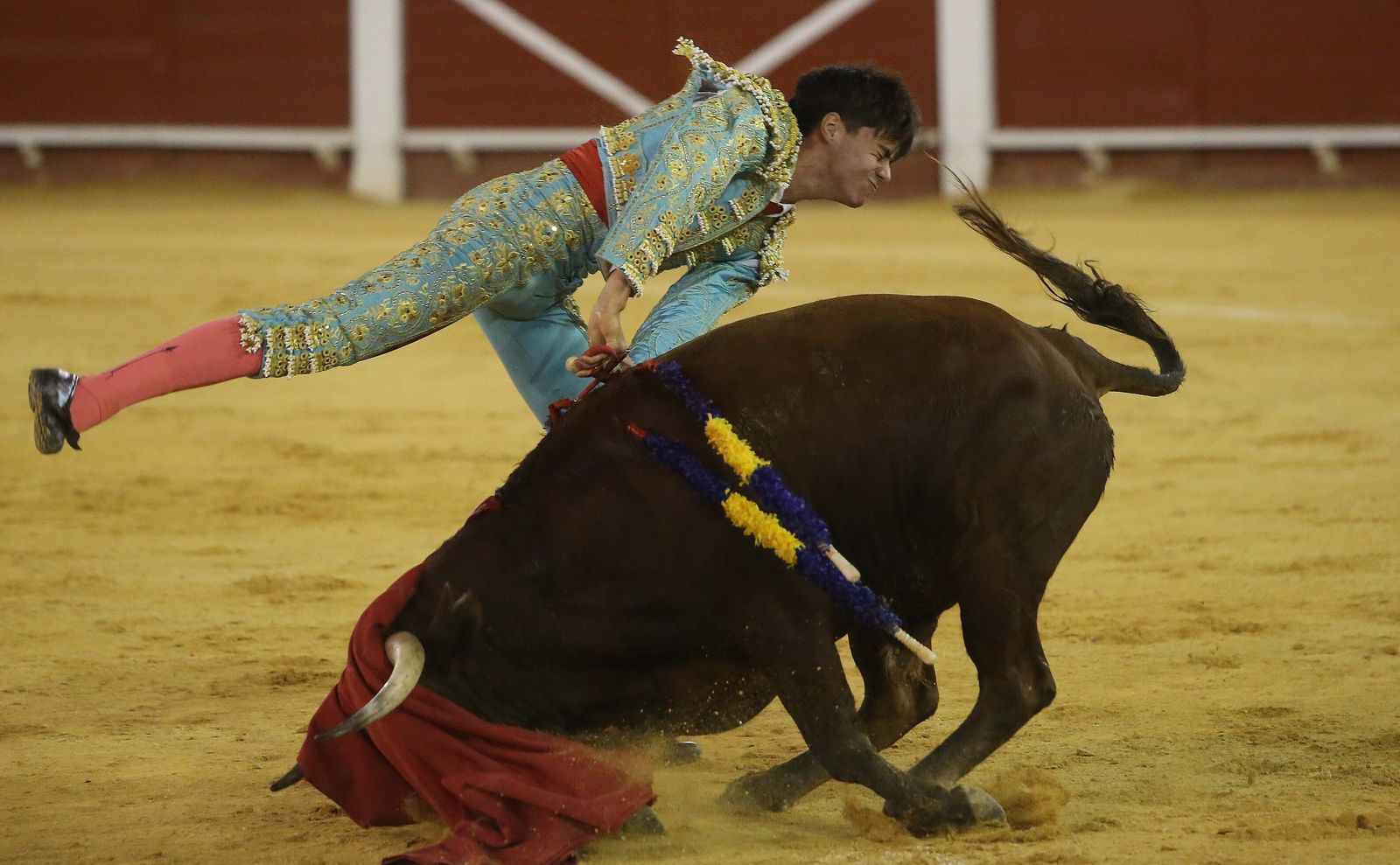 La novillada de Miguelín que abre la feria de Algeciras, en imágenes