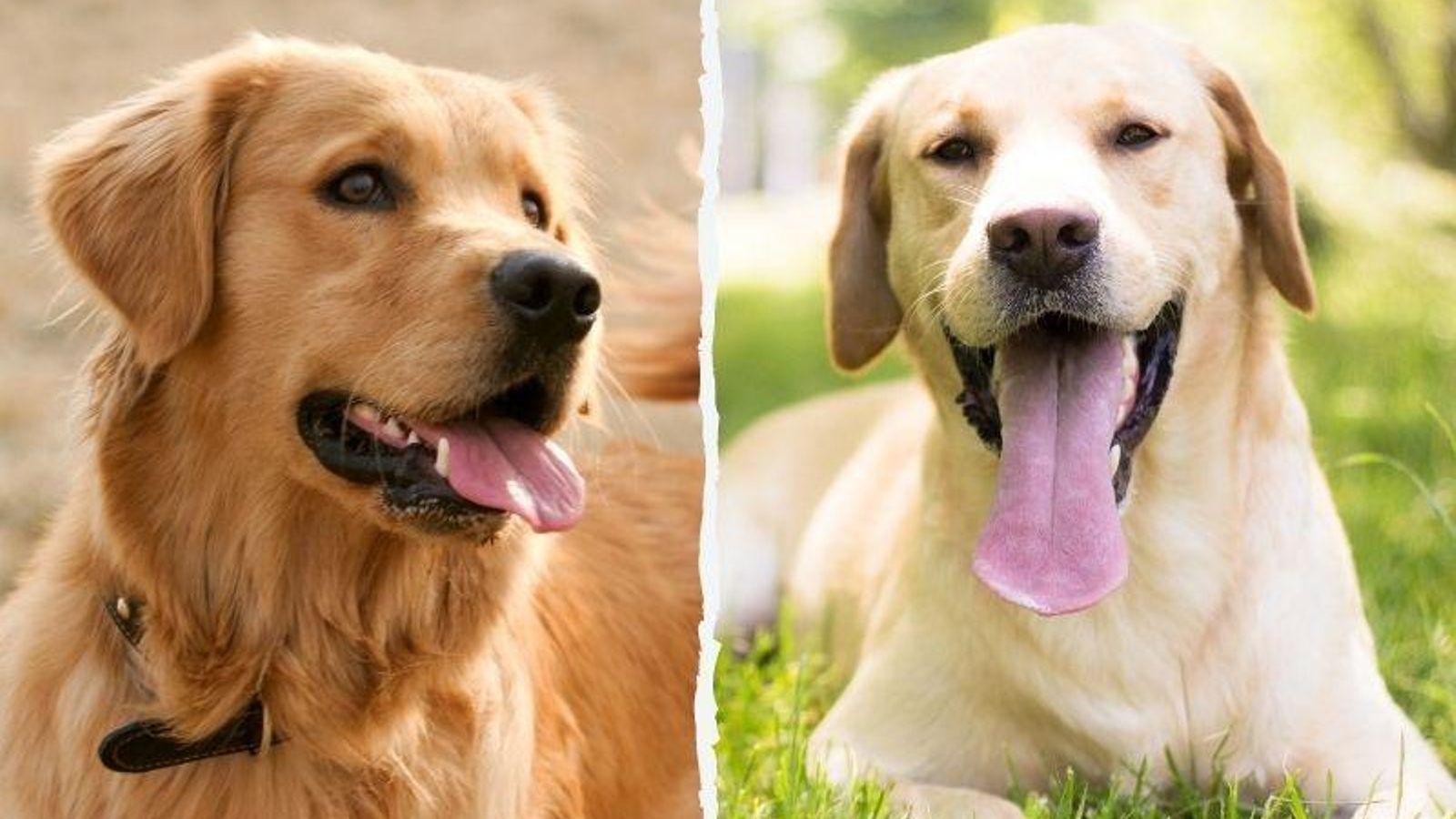 labrador y golden retriever