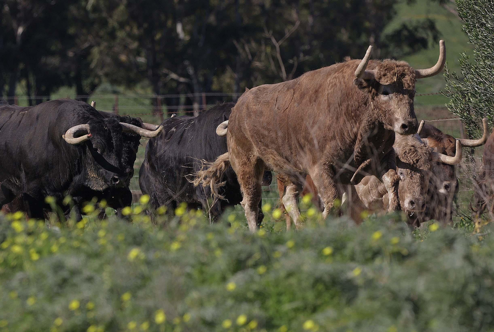 Álvaro Núñez Benjumea debuta este 2025 en Pamplona como gran sorpresa ganadera de los sanfermines, en imágenes