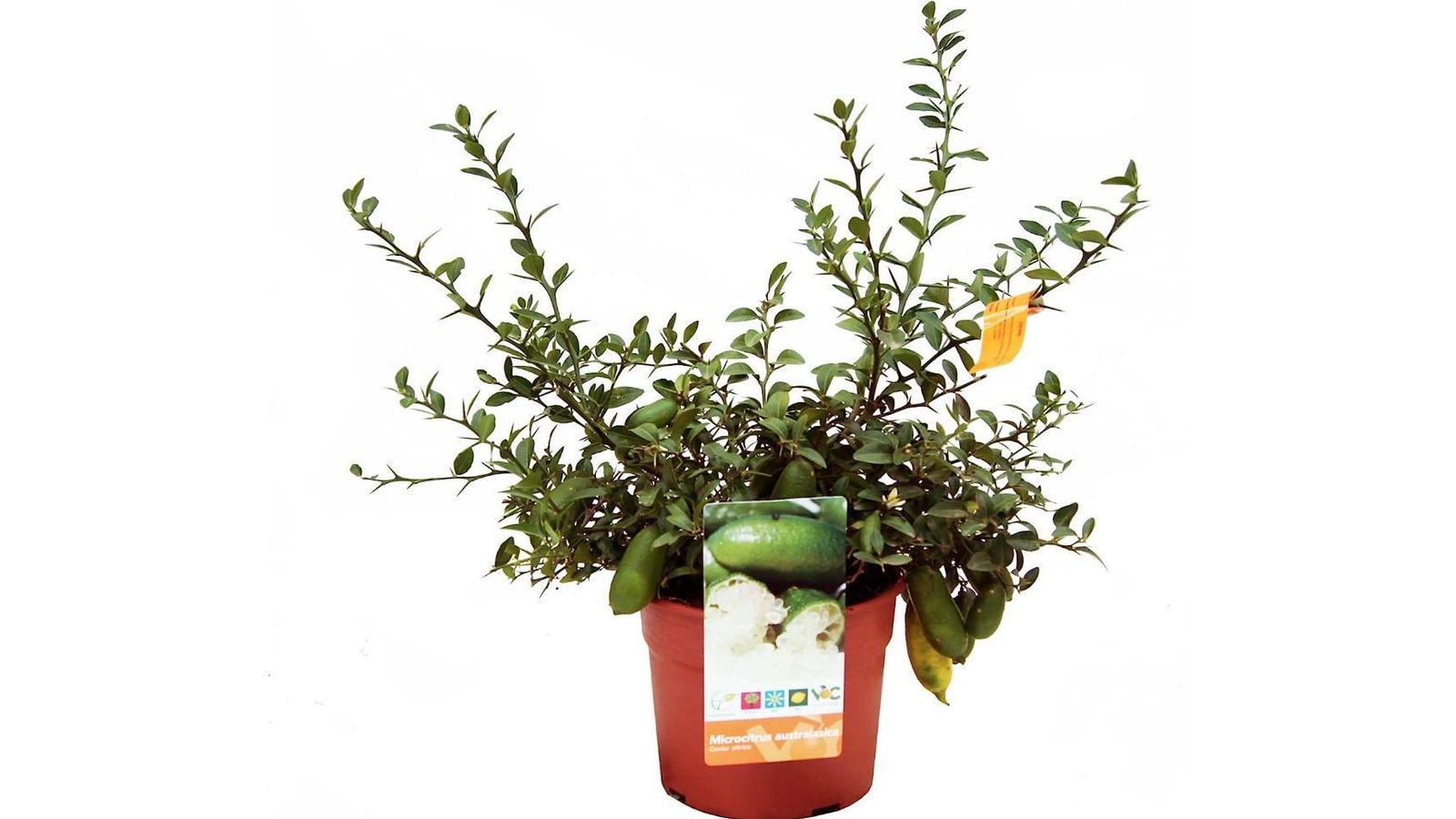 Frutal Caviar citrico